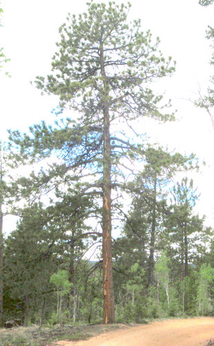 Lightning Scar down the of a Ponderosa Pine.